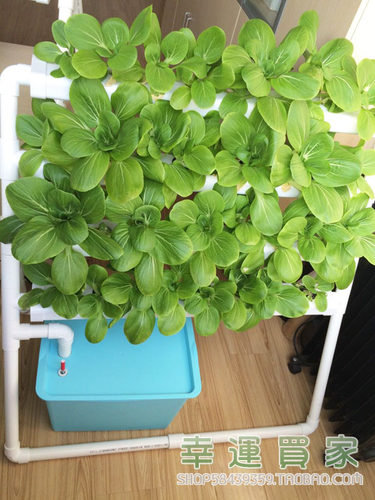 幸运买家阳台室内懒人无土栽培设备槽PVC-U种菜机水培梯式种植架 - 图0