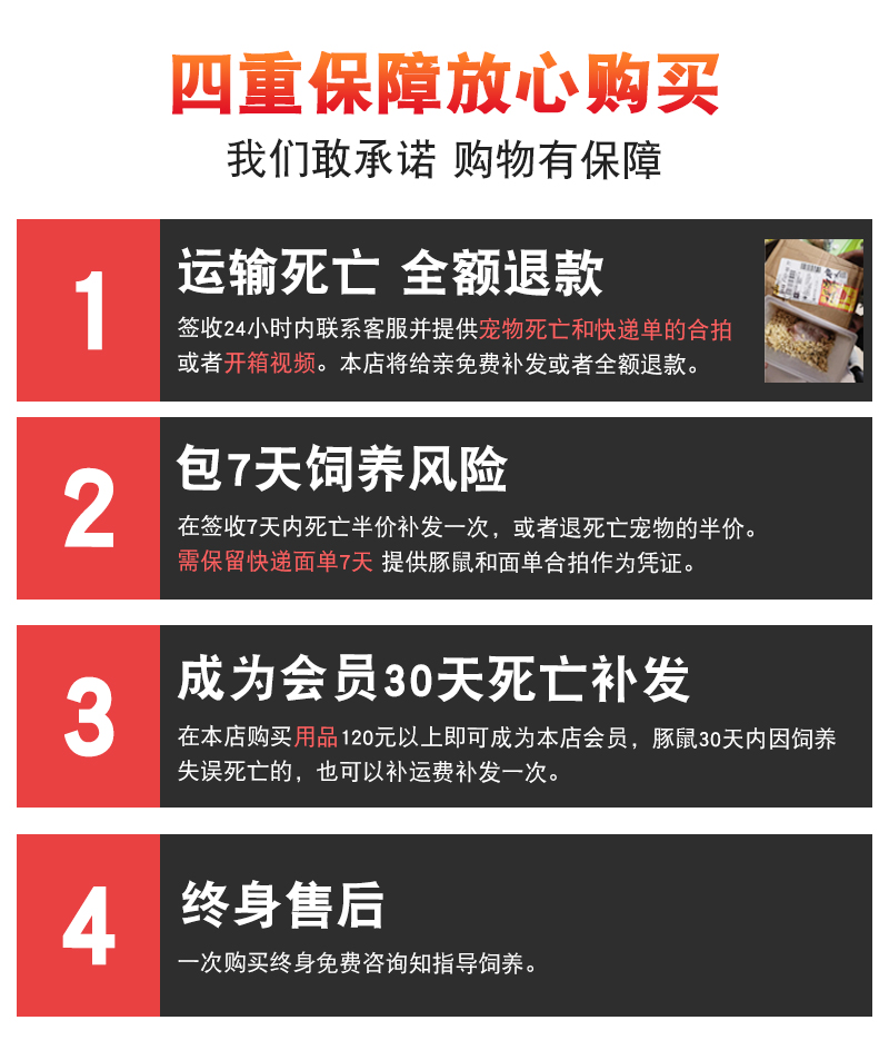 荷兰猪活物荷兰鼠豚鼠已打疫苗荷兰猪粮食用品小宠物包活包邮可爱-图0