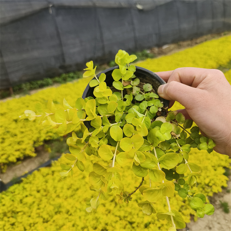 小路四季易活过路黄盆栽花卉蔓性垂吊草本耐寒观叶绿植物黄金串 - 图3