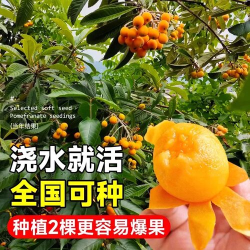 白玉枇杷树果苗特大号大果无核枇杷树苗南北方庭院耐寒四季水果 - 图1
