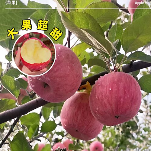 嫁接维纳斯黄金苹果树果苗晚熟奶油苹果树苗南北方庭院盆栽地栽苗 - 图1