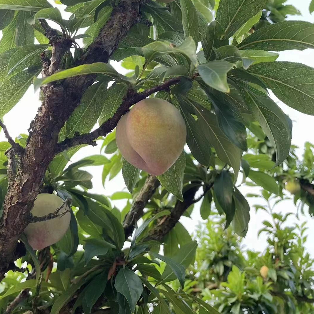 桃形李子果树苗南北方地栽庭院阳台盆栽种植特大果嫁接苗当年结果 - 图0