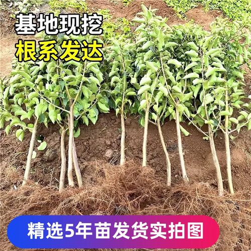 嫁接维纳斯黄金苹果树果苗晚熟奶油苹果树苗南北方庭院盆栽地栽苗 - 图2