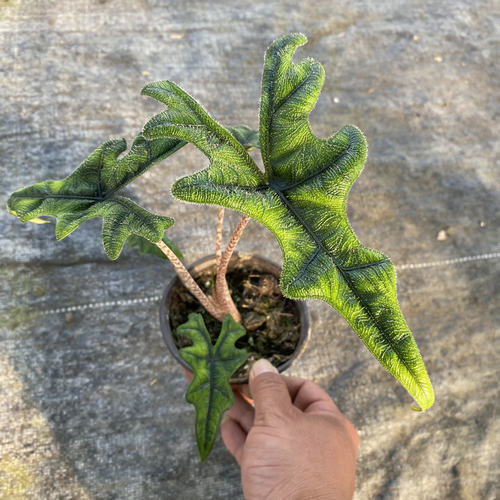 杰克琳海芋 杰奎琳AlocasiaJacklyn 网红ins北欧风室内桌面好养芋 - 图2