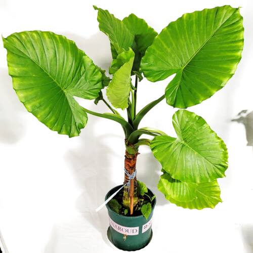 一物一拍直播专拍链接网红热植蔓绿绒 海芋 带锦绿植 花烛 白锦热 - 图2