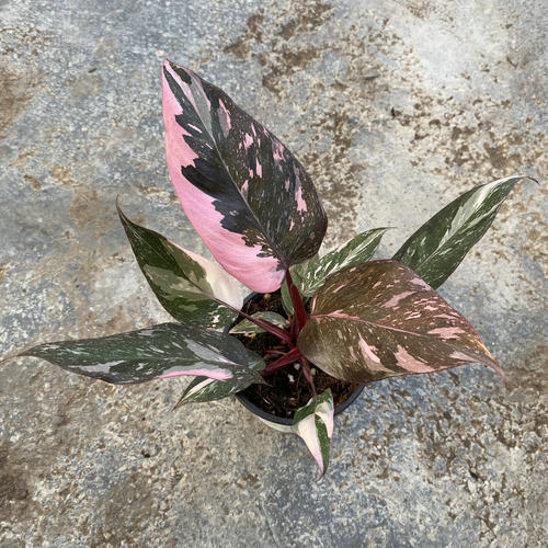 大理石粉公主黑樱桃蔓绿绒PhilodendronPink锦化稳定优秀大叶好养 - 图0