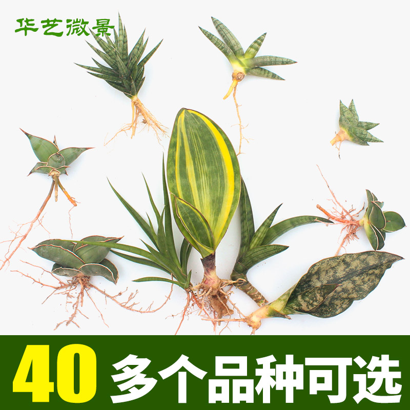 进口虎皮兰盆栽稀有虎尾兰佛手狐狸尾巴枯叶棒叶哈尼荷花兰-图0