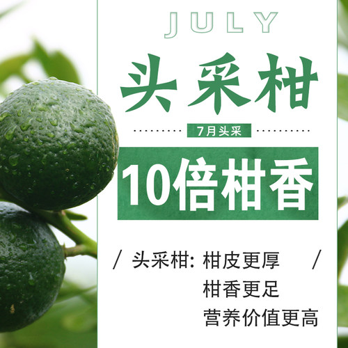 小青柑普洱茶新会特级礼盒罐装500g高档正宗宫廷茶叶陈皮桔普茶 - 图2