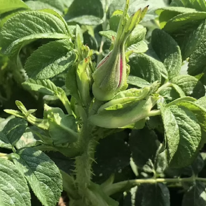 可食用玫瑰花苗大马士革盆栽阳台庭院四季浓香花卉平阴玫瑰绿植物 - 图1