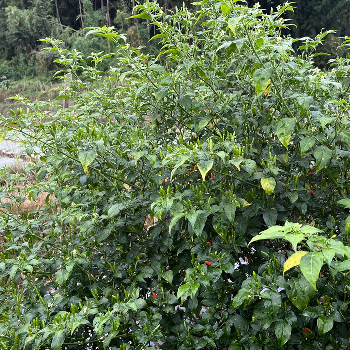 缅甸小雀辣香脆辣鸟眼辣椒小雀椒迷你朝天椒地狱火小辣椒袖珍辣椒 - 图0