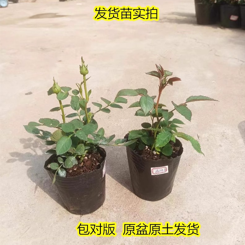 月季花苗花对版四季开花灌木花卉果汁金丝雀扦插小苗盆栽成活率高 - 图0