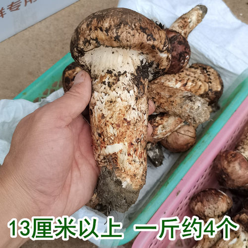 原皮新鲜野生松茸菌冰鲜冷冻云南香格里拉土特产野山菌蘑菇500克-图0