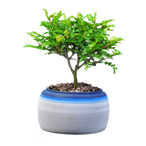 清香木盆栽竹柏四季常青室内驱蚊木本植物好养耐活盆景绿植胡椒木 - 图2