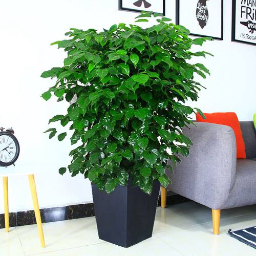 绿宝盆栽 植物室内大型绿植客厅幸福树盆栽小型树苗 净化空气 - 图1