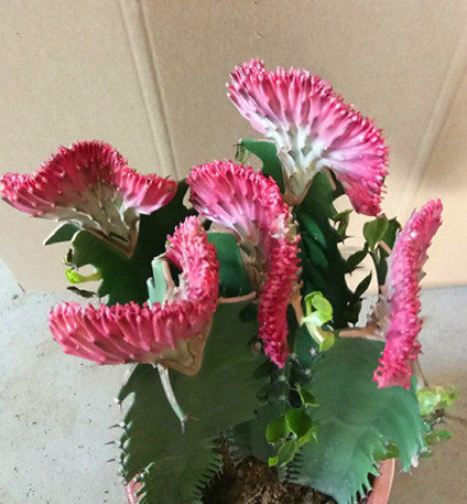 玉麒麟麒麟掌彩春风五指山多肉植物仙人掌花卉绿植创意龙骨盆栽 - 图1