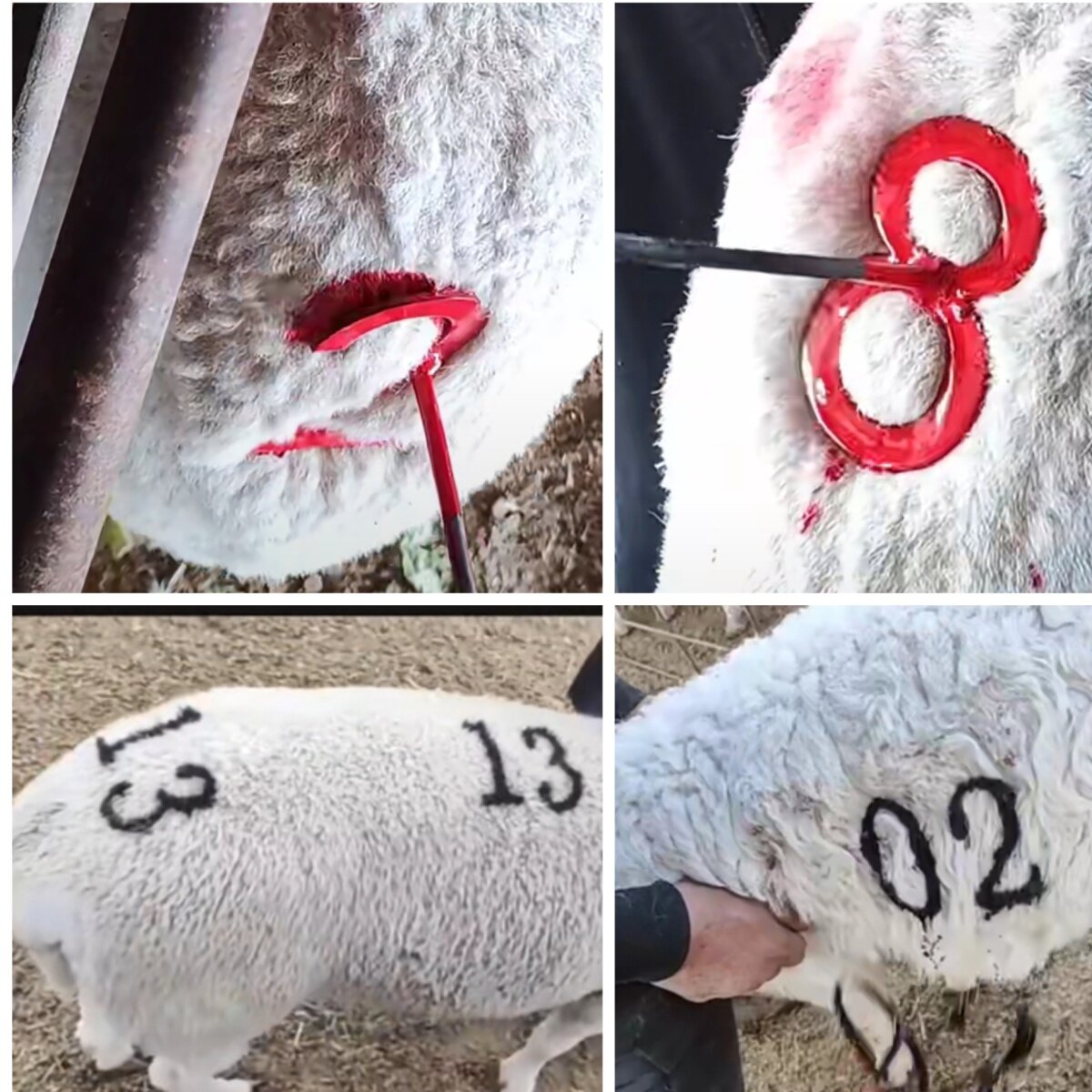 羊打记号持久油漆 羊记号色浆 水性羊漆做标记不掉色擦不掉防走失,淘宝优惠券,粉丝福利购,淘宝优惠卷