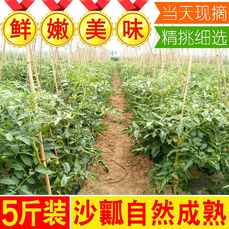 湖北农家自种沙瓤西红柿新鲜自然熟番茄多汁水果柿子当季生吃蔬果-图2