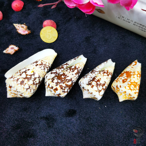 稀有天然海螺贝壳红砖芋螺海军上将芋螺将军芋螺字码芋螺标本收藏 - 图0