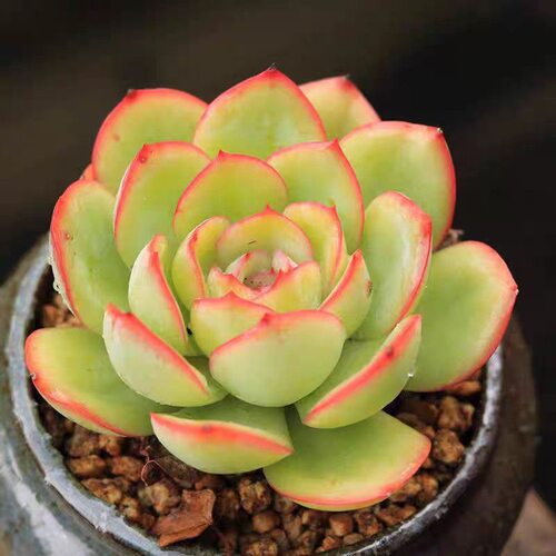 晨露多肉植物阳台盆栽绿植花卉新手好养好活带盆变色肉肉 - 图1