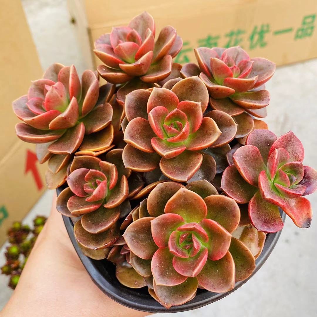 多肉植物巧克力方砖酱紫色肉肉新手多肉好养阳台露天懒人盆栽,淘宝优惠券,粉丝福利购,淘宝优惠卷
