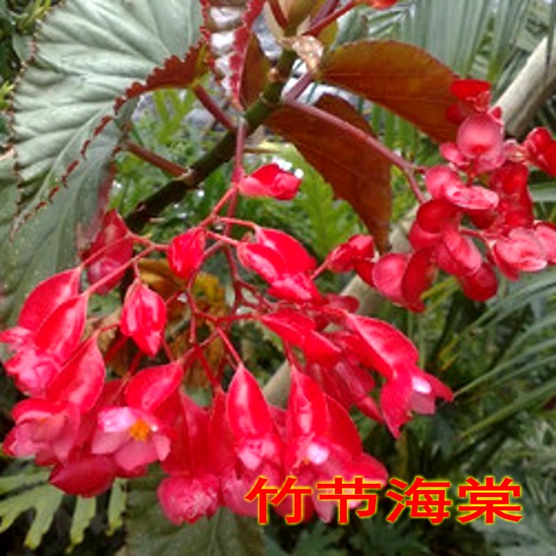 花盆栽龙翅海棠卉节海面棠花苗竹节海棠阳台办公室内桌观竹花植物 - 图1