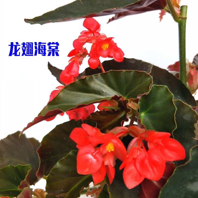 花盆栽龙翅海棠卉节海面棠花苗竹节海棠阳台办公室内桌观竹花植物 - 图2