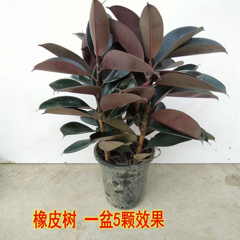 橡皮树黑金刚盆栽花盆苗客厅室内花叶大叶四季常青型植物绿植花卉,淘宝优惠券,粉丝福利购,淘宝优惠卷