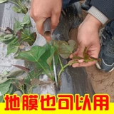 Саженцы для посадки сладкого картофеля, саженцы сладкого картофеля, инструменты для посадки овощей для формовых посадки