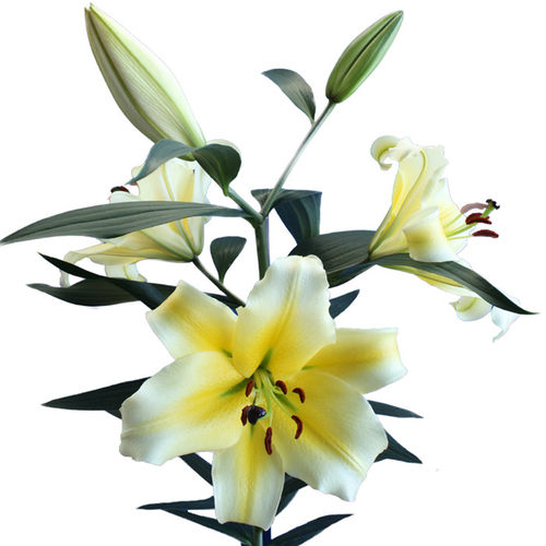 花香门第 荷兰进口香水百合花种球 OT木门 黄色百合带芽 颜色对版 - 图3