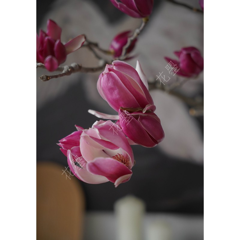 花曌 超大枝白玉兰紫玉兰枝条水养鲜花鲜切枝可做干花落地瓶插花 - 图3