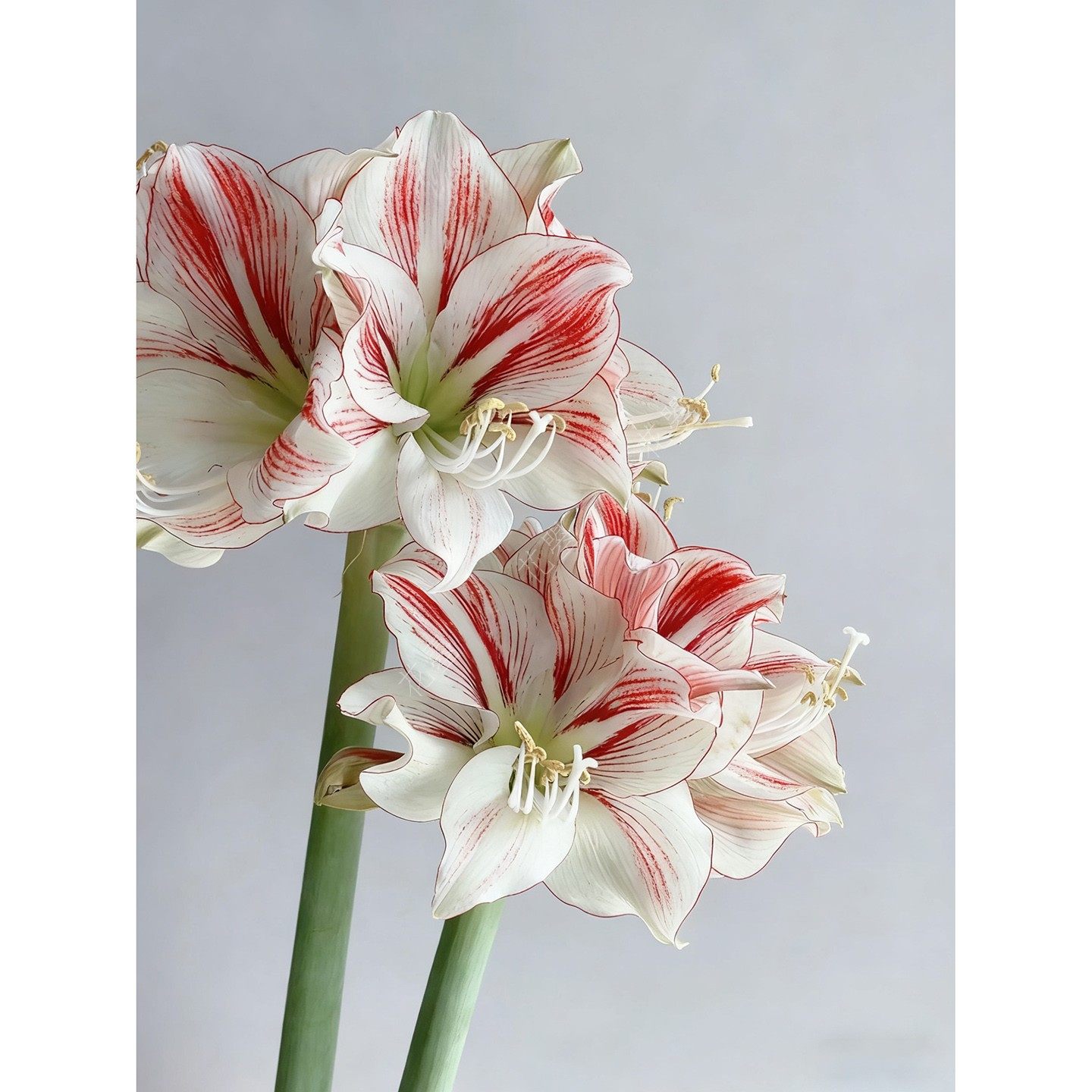 朱顶红鲜切花童话朱顶红带花苞发货花瓶插花鲜花水养真花圣诞鲜花,淘宝优惠券,粉丝福利购,淘宝优惠卷