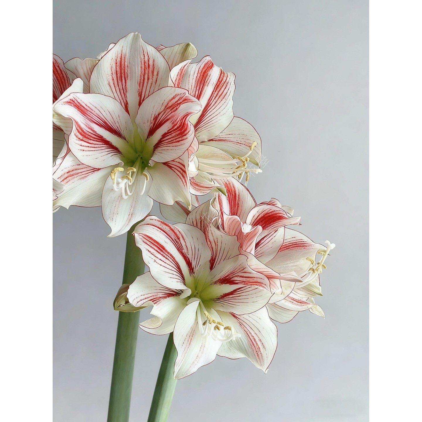 朱顶红鲜切花童话朱顶红带花苞发货花瓶插花鲜花水养真花圣诞鲜花,淘宝优惠券,粉丝福利购,淘宝优惠卷