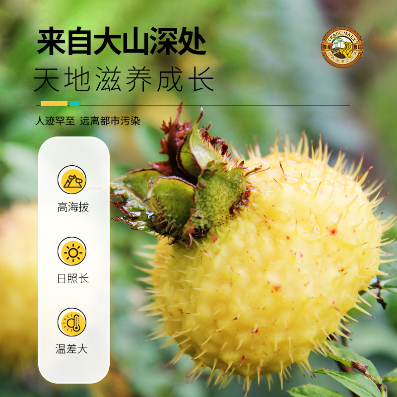 香港虎标冻干刺梨干泡茶泡水代用茶VC低温冻干刺梨干罐装茶叶70g,淘宝优惠券,粉丝福利购,淘宝优惠卷