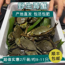 Guangdong Wild Blue Crab Mangrove Sea Crab Male Mixed Hair Crab 2 catties for about 9-11 fresh crab aquatic products