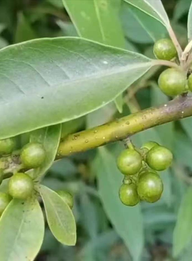 广西天然山苍子油蒸馏香精油