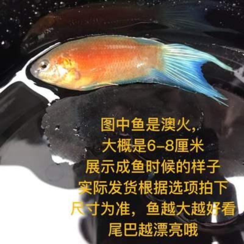 中国澳火斗鱼冷水耐氧观赏鱼苗包邮活鱼，普叉，巨普，金鱼，小鱼 - 图2