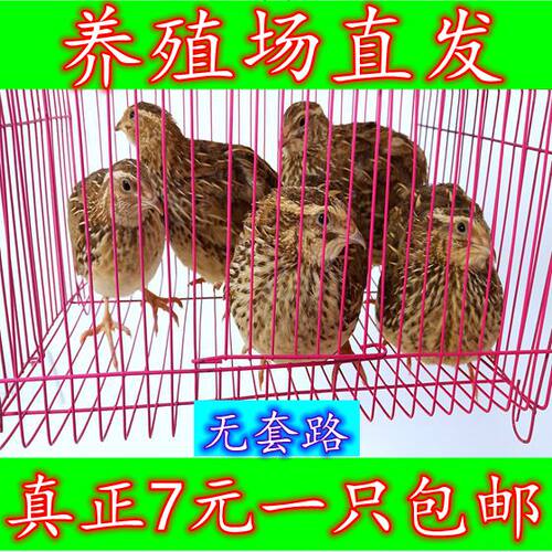 诱饵鸟青年鹌鹑7元1只包邮养殖场直发下蛋鹌鹑鸟活体宠物手玩特价 - 图2