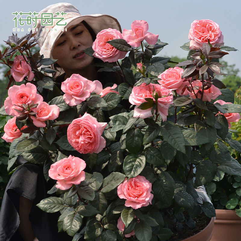 花莳园艺 【 2加月季福利】特惠非偏包邮月季盆栽法版花宫娜月季,淘宝优惠券,粉丝福利购,淘宝优惠卷