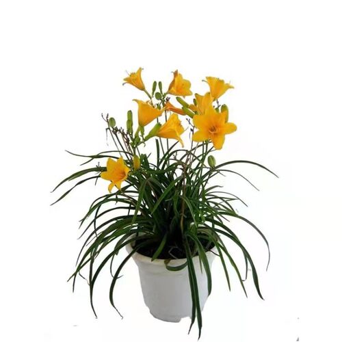 绿化大花萱草忘忧草宿根耐寒金娃娃花苗地被庭院阳台盆栽花卉 - 图3