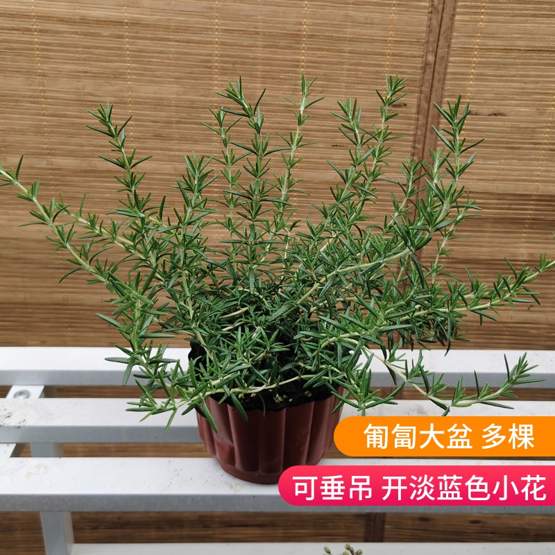 迷迭香盆栽驱蚊草植物百里香可食用罗勒薄荷香草除异味提神包邮 - 图1