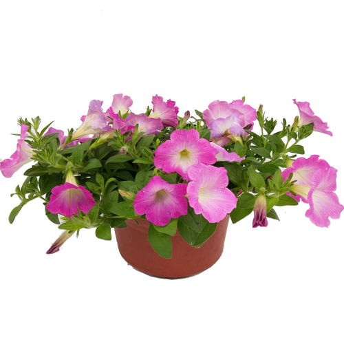 矮牵牛花盆栽大苗 爬藤多年生 重瓣喇叭花垂吊兰百万小玲两盆包邮 - 图3