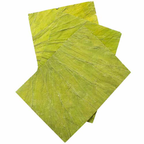 微山湖新鲜荷叶茶长方形切片干荷叶包糯米鸡饭蒸饭22x20CM/100张 - 图3