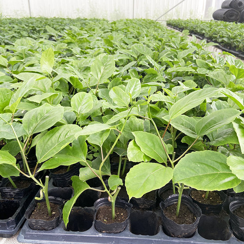 百香果苗黄金果百香果苗钦蜜百果苗紫香嫁接台农一号四季结果树苗 - 图0