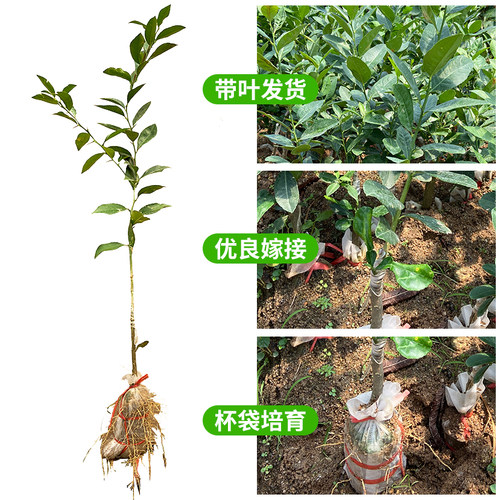 柠檬果树苗庭院盆栽果树苗香水柠檬苗柠檬苗四季结果南北种植包邮 - 图0