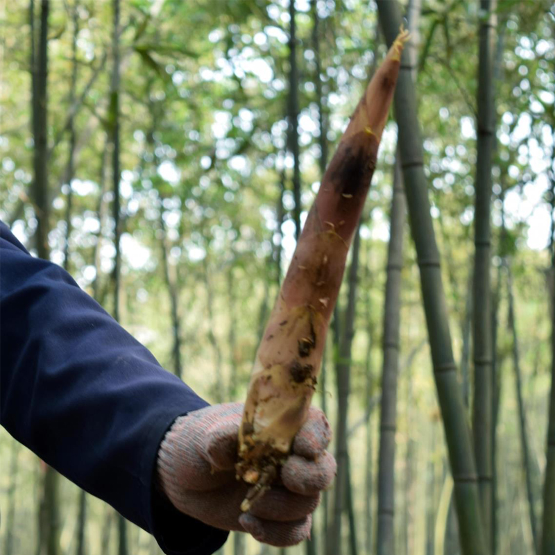 春笋新鲜雷竹笋现挖现发临安天目山冬笋子竹笋油焖笋野生笋尖蔬菜-图2