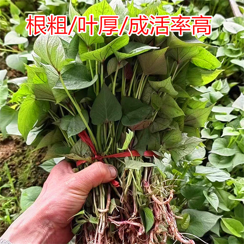 正宗烟薯25号薯苗山东烟台地瓜苗种红薯苗秧脱毒带根蜜薯农科院
