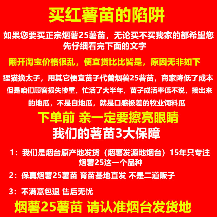 正宗烟薯25号薯苗山东烟台地瓜苗种红薯苗秧脱毒带根蜜薯农科院
