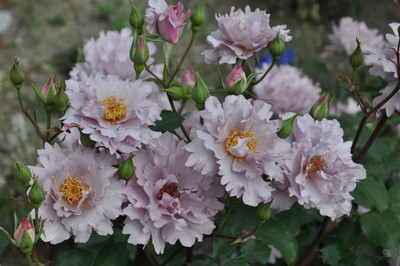 【水灵花园】时装玫瑰 日月月季花型仙气特色强香河本系,淘宝优惠券,粉丝福利购,淘宝优惠卷