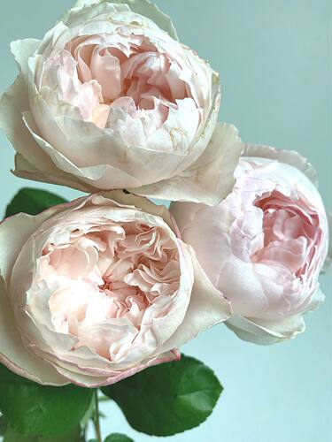 【水灵花园】可爱瓷 可可杯日本玫瑰 今井清作出 月季玫瑰花苗 - 图1