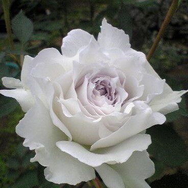 【水灵花园】加百列大天使 灌木 月季玫瑰 盆栽 浓香绿植 - 图2